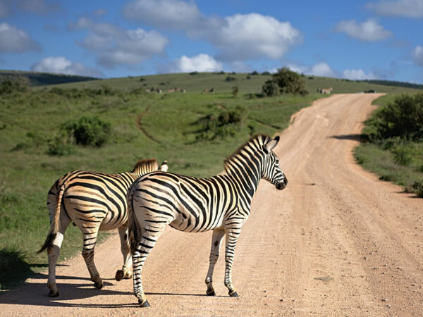Afrika