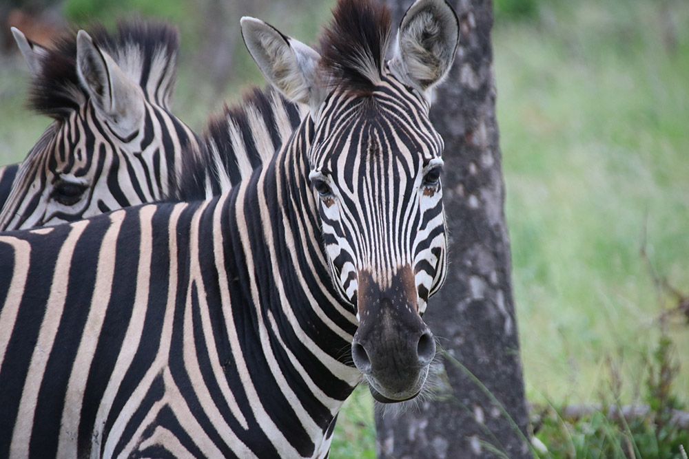 Nahaufnahme Zebra schaut in die Kamera
